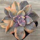 Graptopetalum 'Purple Delight' Variegated (Yellow Variegation)