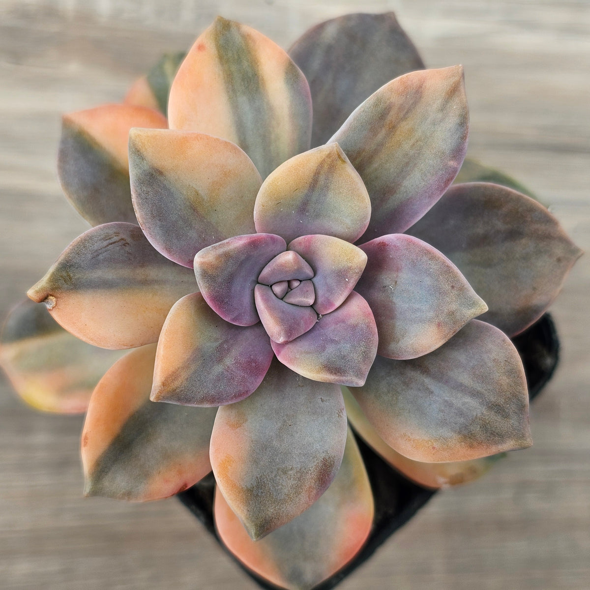 Graptopetalum 'Purple Delight' Variegated (Yellow Variegation)