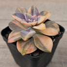 Graptopetalum 'Purple Delight' Variegated (Yellow Variegation)