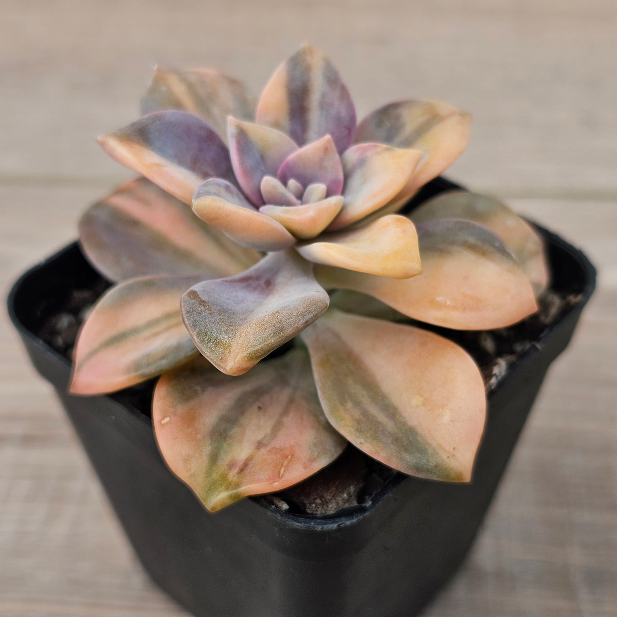 Graptopetalum 'Purple Delight' Variegated (Yellow Variegation)