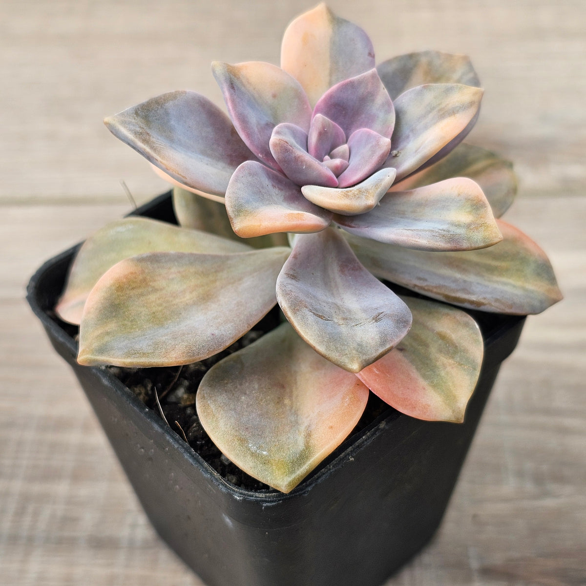 Graptopetalum 'Purple Delight' Variegated (Yellow Variegation)