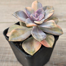 Load image into Gallery viewer, Graptopetalum 'Purple Delight' Variegated (Yellow Variegation)
