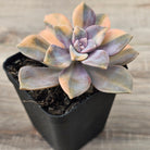 Graptopetalum 'Purple Delight' Variegated (Yellow Variegation)