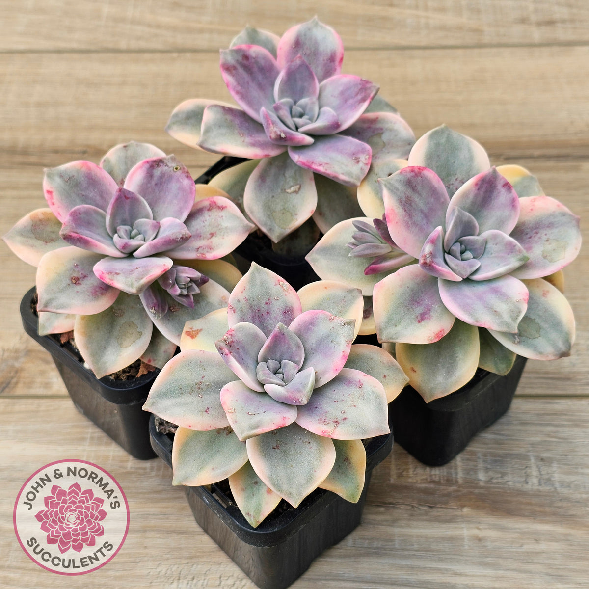 Graptopetalum 'Purple Delight' Variegated aka 'Snow White'