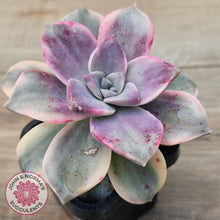 Load image into Gallery viewer, Graptopetalum &#39;Purple Delight&#39; Variegated aka &#39;Snow White&#39;
