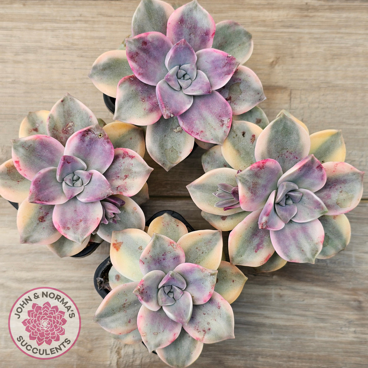 Graptopetalum 'Purple Delight' Variegated aka 'Snow White'