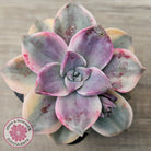 Graptopetalum 'Purple Delight' Variegated aka 'Snow White'