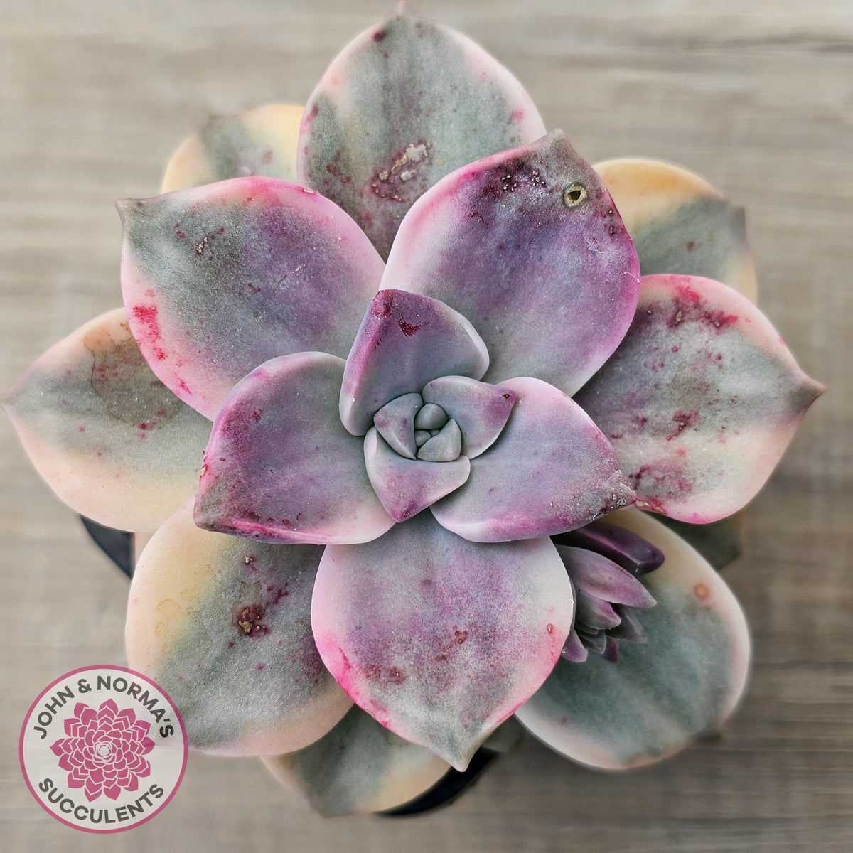 Graptopetalum 'Purple Delight' Variegated aka 'Snow White'