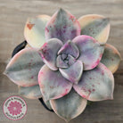 Graptopetalum 'Purple Delight' Variegated aka 'Snow White'