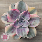Graptopetalum 'Purple Delight' Variegated aka 'Snow White'
