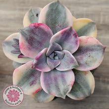 Load image into Gallery viewer, Graptopetalum &#39;Purple Delight&#39; Variegated aka &#39;Snow White&#39;
