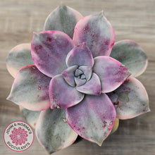 Load image into Gallery viewer, Graptopetalum &#39;Purple Delight&#39; Variegated aka &#39;Snow White&#39;
