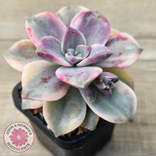 Load image into Gallery viewer, Graptopetalum &#39;Purple Delight&#39; Variegated aka &#39;Snow White&#39;
