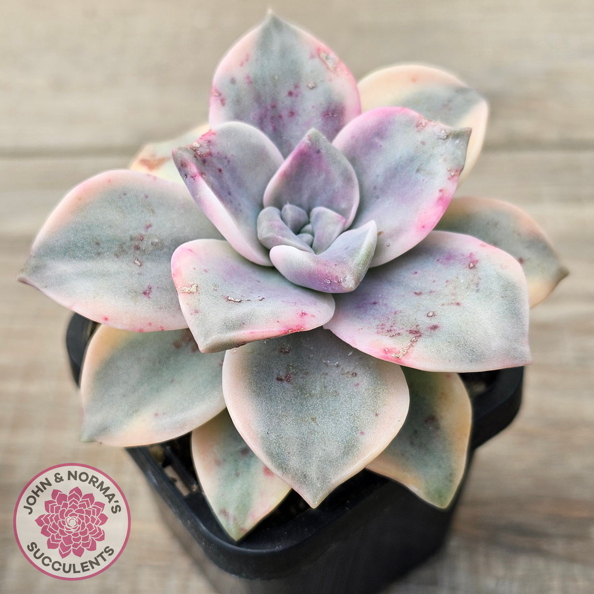 Graptopetalum 'Purple Delight' Variegated aka 'Snow White'