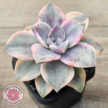 Load image into Gallery viewer, Graptopetalum &#39;Purple Delight&#39; Variegated aka &#39;Snow White&#39;
