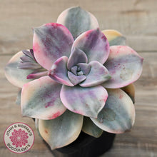 Load image into Gallery viewer, Graptopetalum &#39;Purple Delight&#39; Variegated aka &#39;Snow White&#39;
