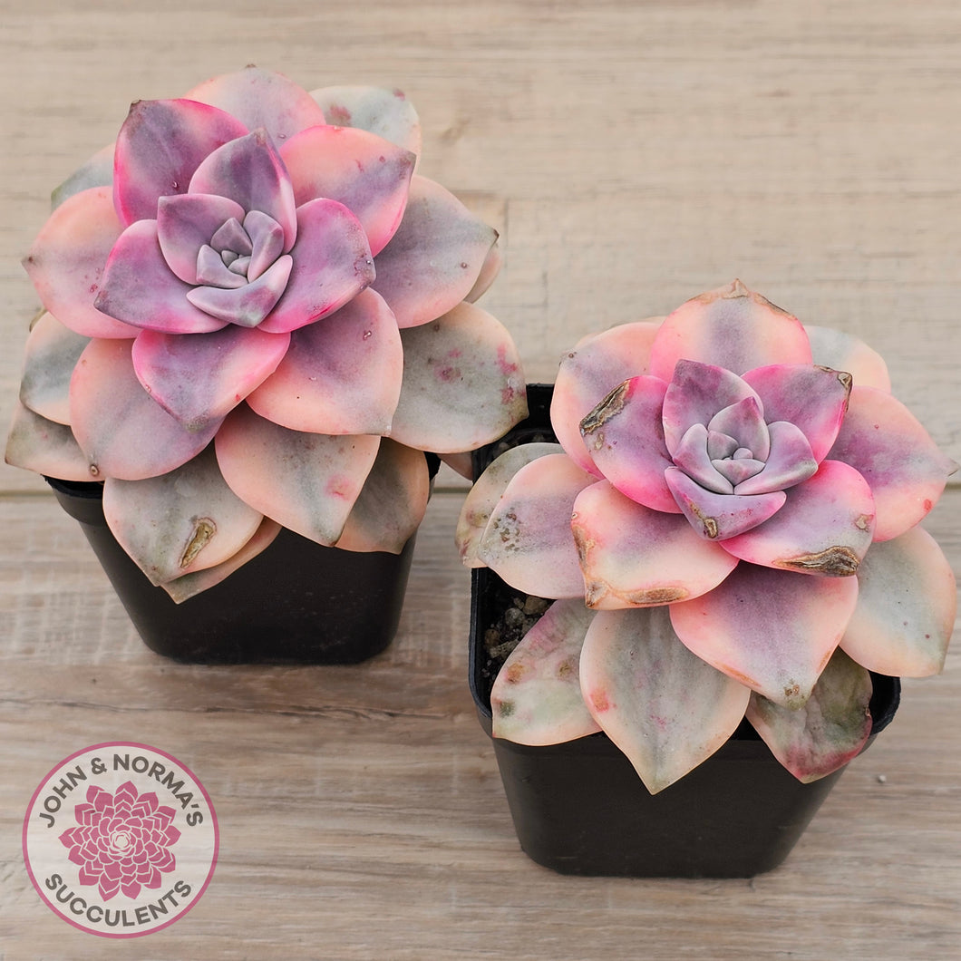 Graptopetalum 'Purple Delight' Variegated aka 'Snow White'
