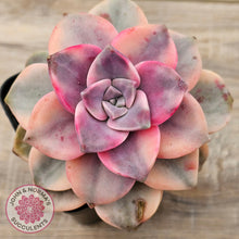Load image into Gallery viewer, Graptopetalum &#39;Purple Delight&#39; Variegated aka &#39;Snow White&#39;
