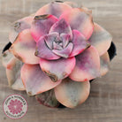 Graptopetalum 'Purple Delight' Variegated aka 'Snow White'