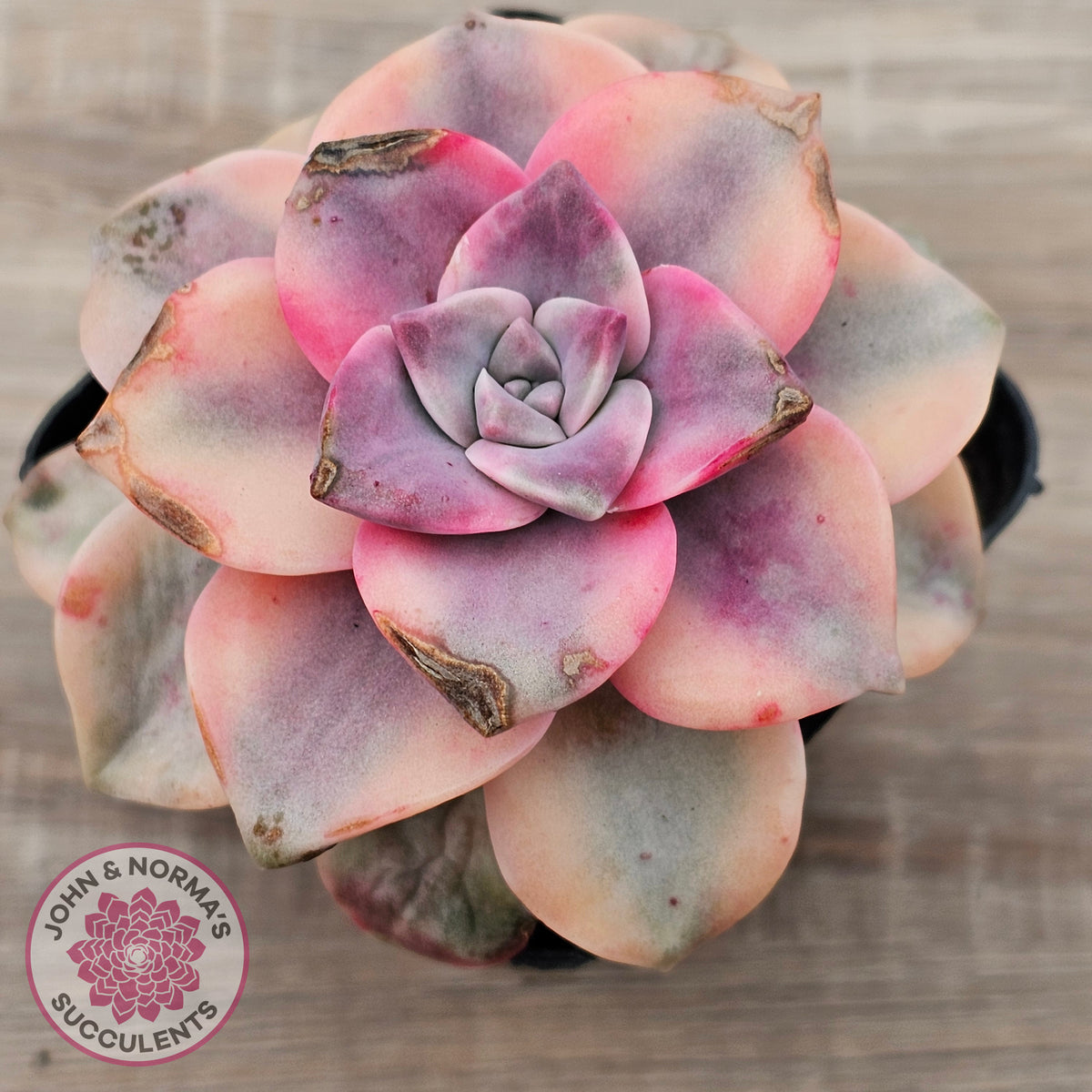 Graptopetalum 'Purple Delight' Variegated aka 'Snow White'