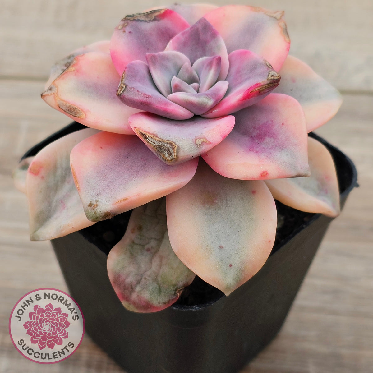 Graptopetalum 'Purple Delight' Variegated aka 'Snow White'