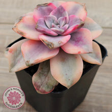 Load image into Gallery viewer, Graptopetalum &#39;Purple Delight&#39; Variegated aka &#39;Snow White&#39;
