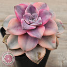 Graptopetalum 'Purple Delight' Variegated aka 'Snow White'