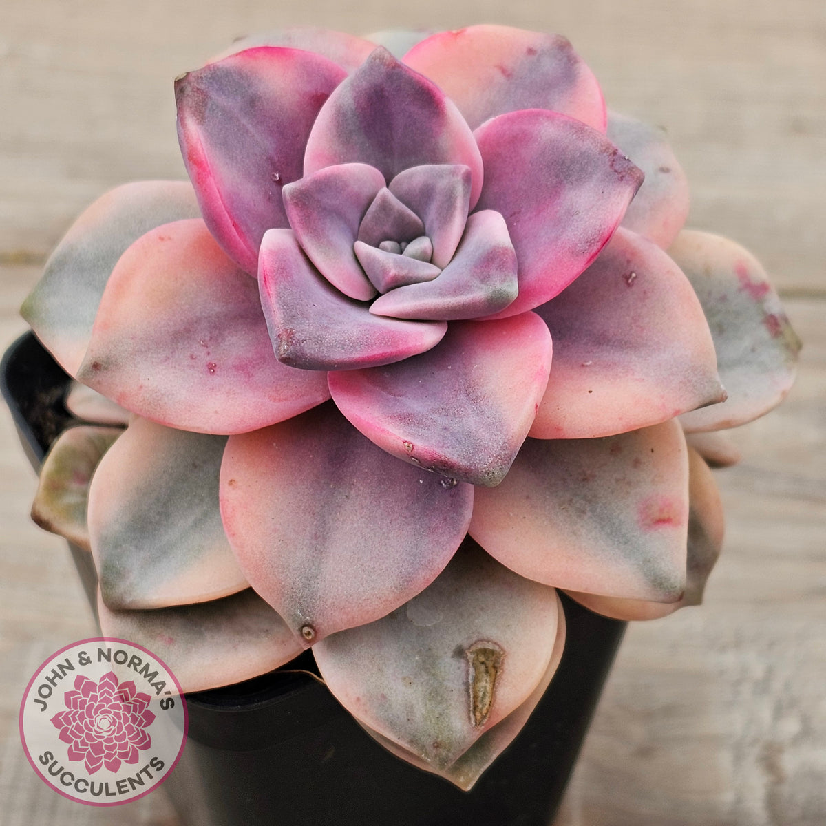 Graptopetalum 'Purple Delight' Variegated aka 'Snow White'