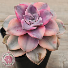 Load image into Gallery viewer, Graptopetalum &#39;Purple Delight&#39; Variegated aka &#39;Snow White&#39;
