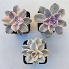 Graptopetalum 'Purple Delight' Variegated aka 'Snow White'