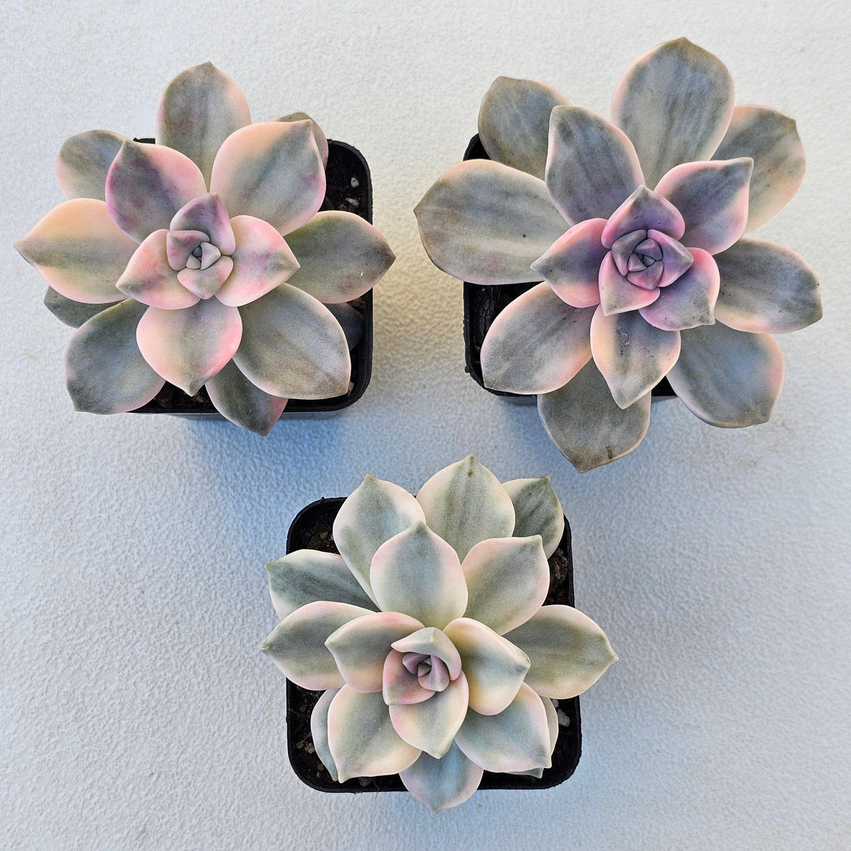 Graptopetalum 'Purple Delight' Variegated aka 'Snow White'