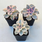 Graptopetalum 'Purple Delight' Variegated aka 'Snow White'