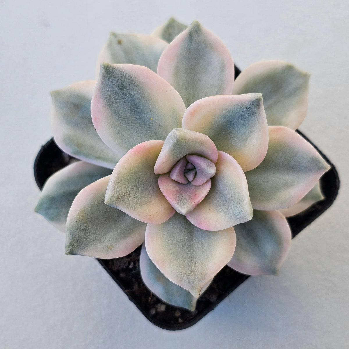Graptopetalum 'Purple Delight' Variegated aka 'Snow White'