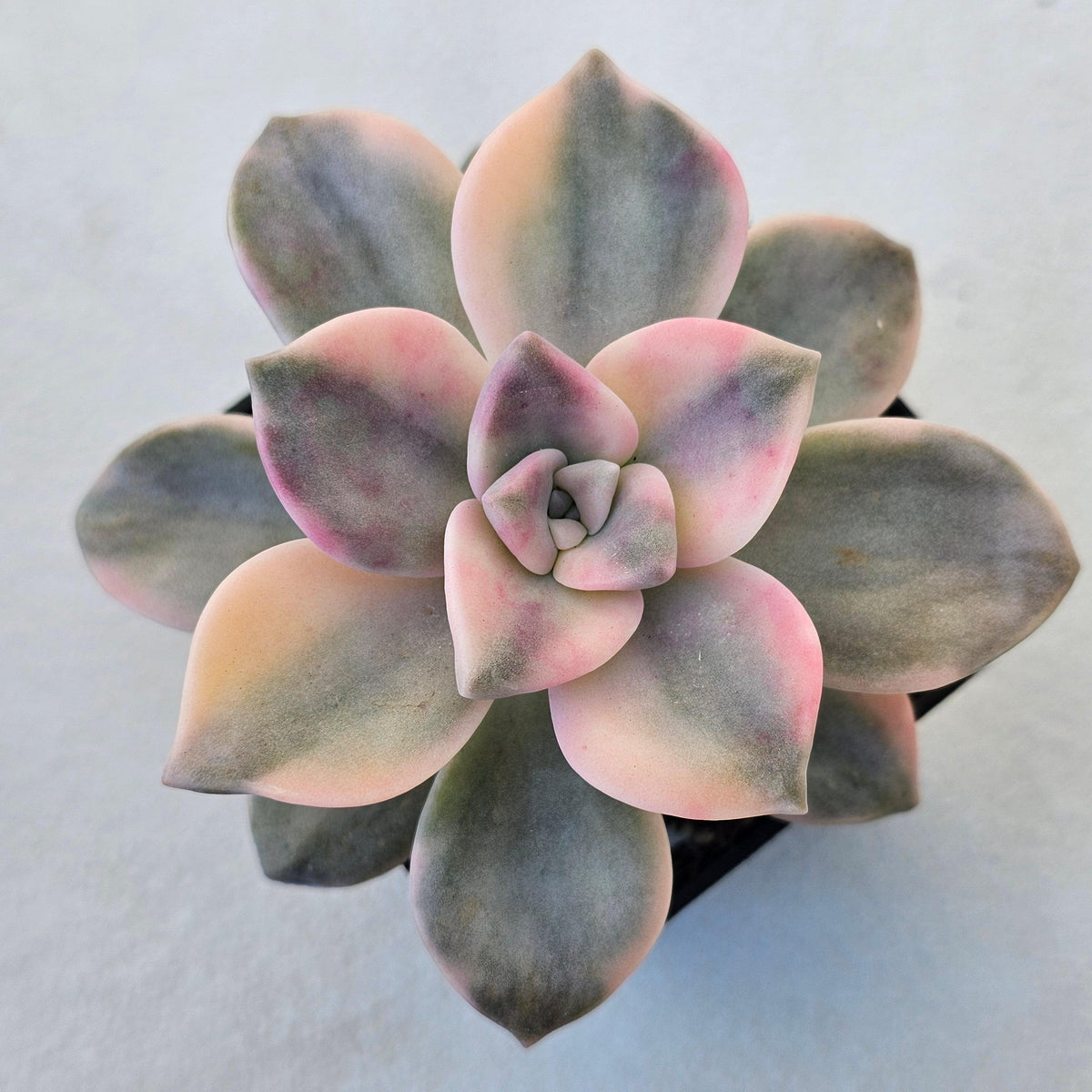Graptopetalum 'Purple Delight' Variegated aka 'Snow White'