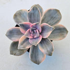 Graptopetalum 'Purple Delight' Variegated aka 'Snow White'