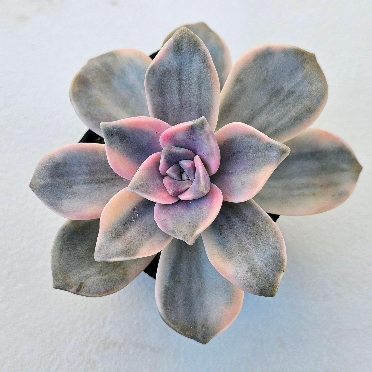 Graptopetalum 'Purple Delight' Variegated aka 'Snow White'