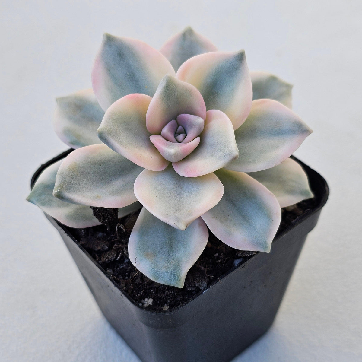 Graptopetalum 'Purple Delight' Variegated aka 'Snow White'
