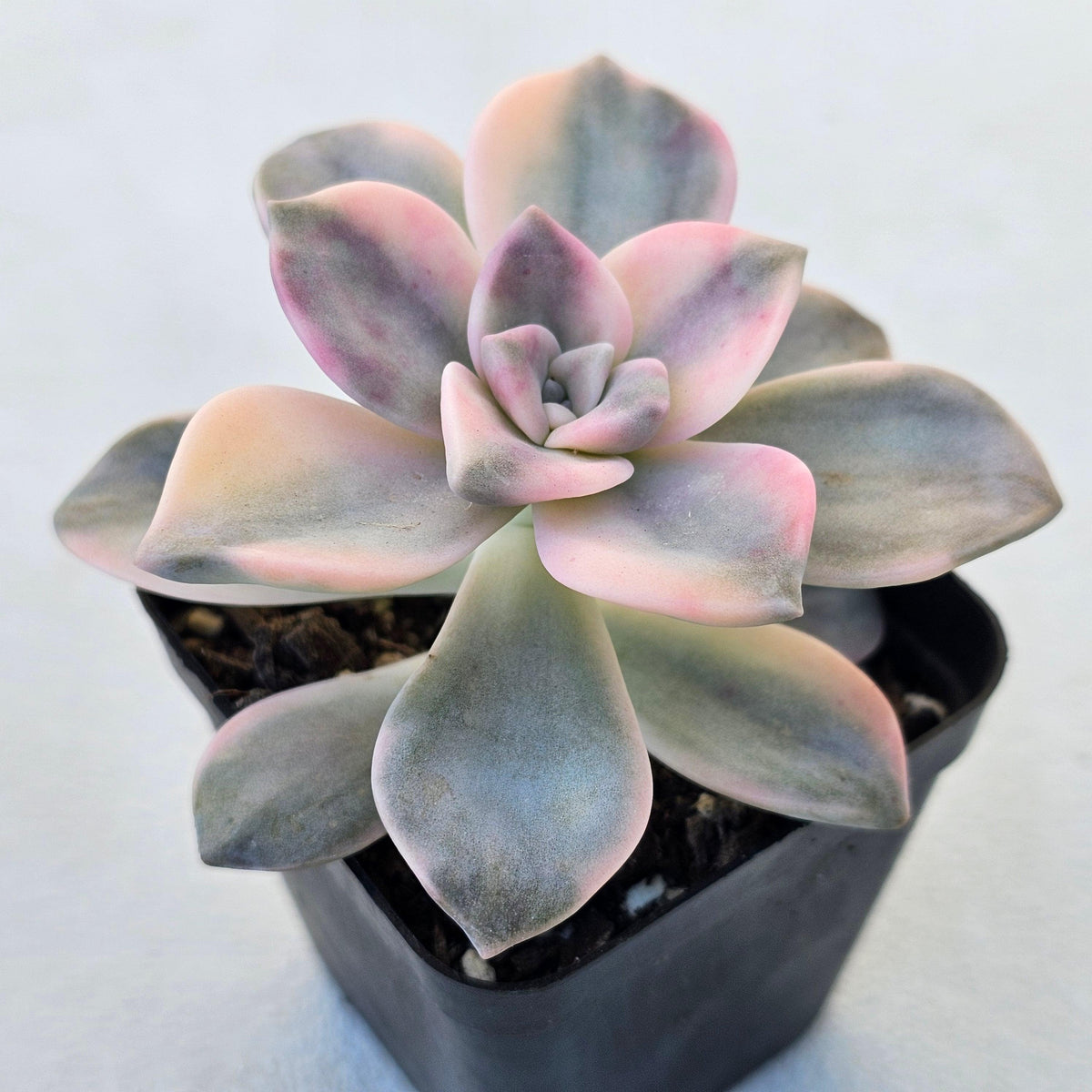 Graptopetalum 'Purple Delight' Variegated aka 'Snow White'