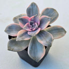 Graptopetalum 'Purple Delight' Variegated aka 'Snow White'