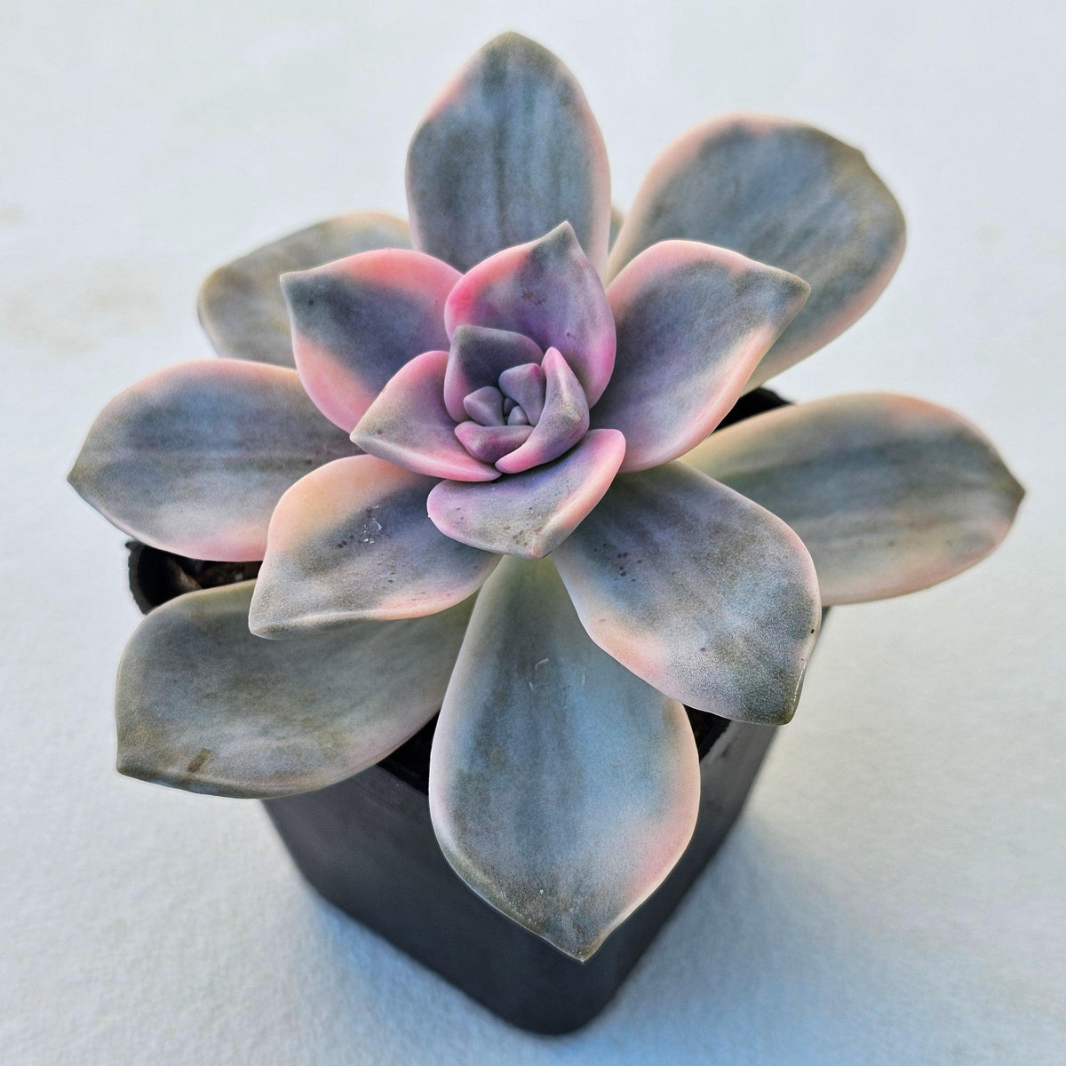 Graptopetalum 'Purple Delight' Variegated aka 'Snow White'