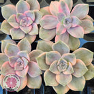 Graptopetalum 'Purple Delight' Variegated Cuttings