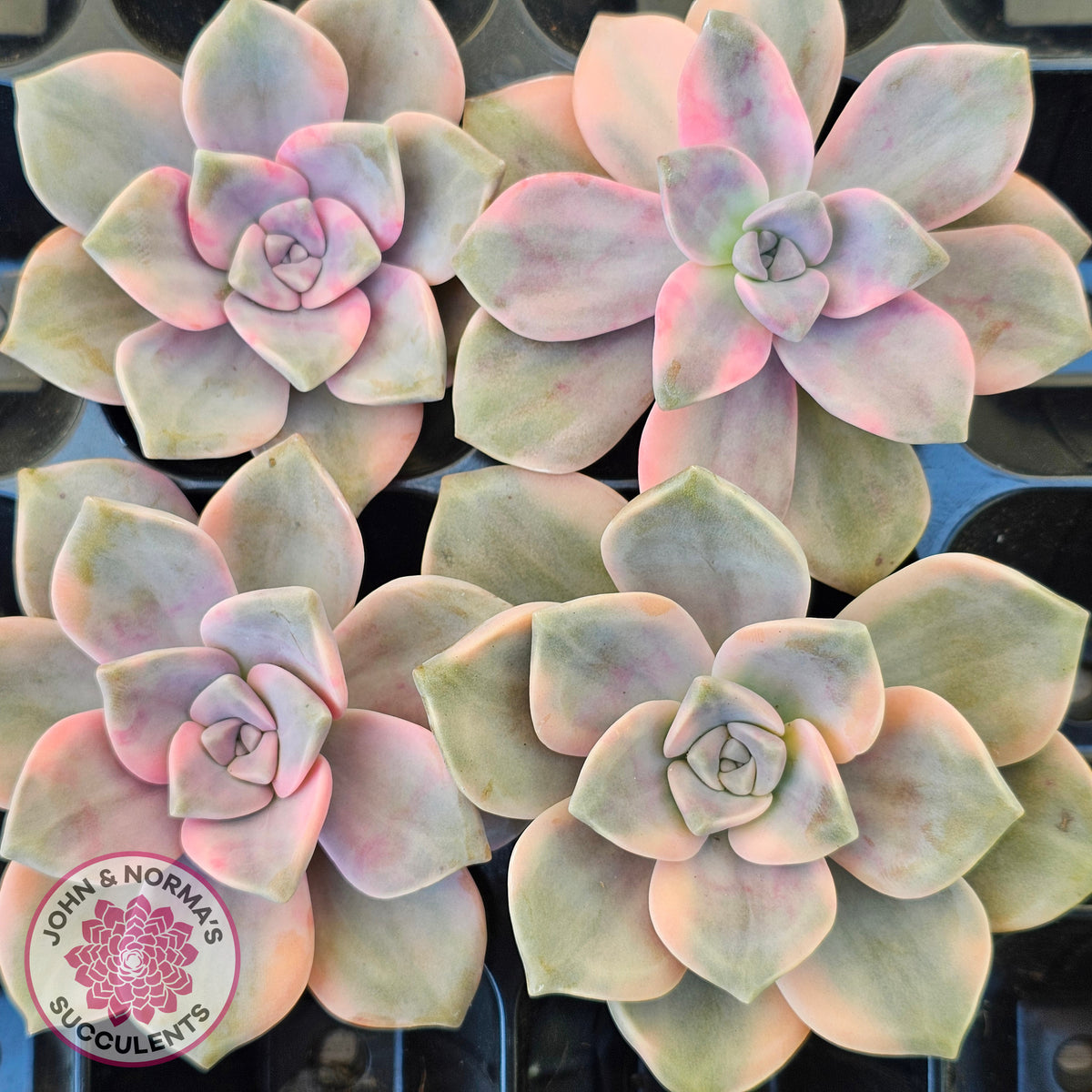 Graptopetalum 'Purple Delight' Variegated Cuttings