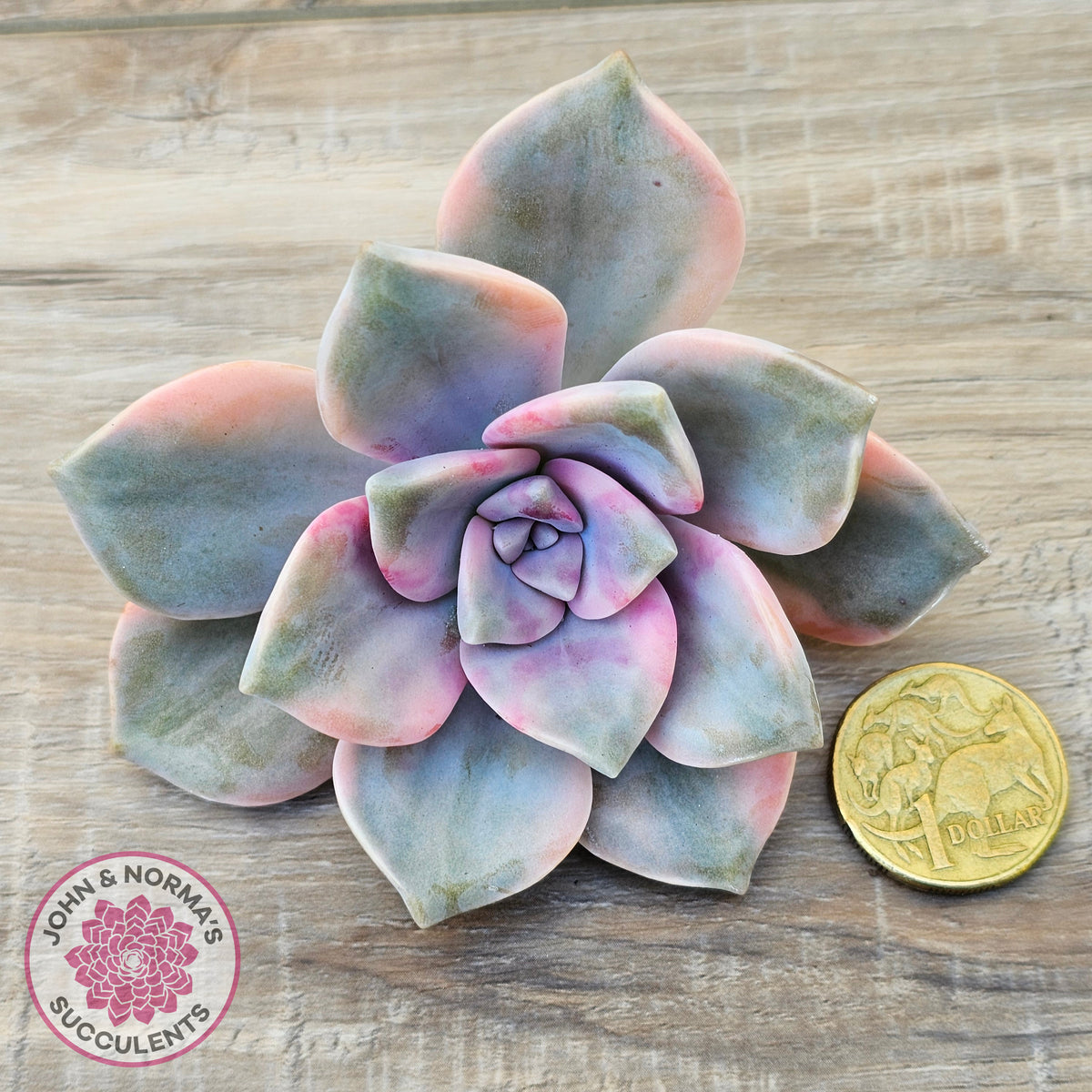 Graptopetalum 'Purple Delight' Variegated Cuttings