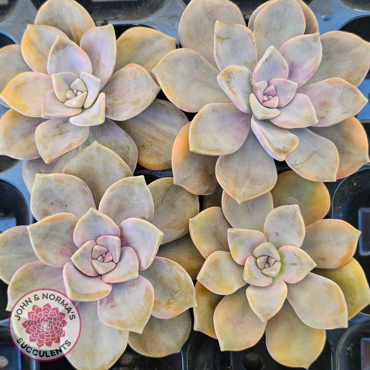 Graptopetalum 'Purple Delight' Variegated Cuttings
