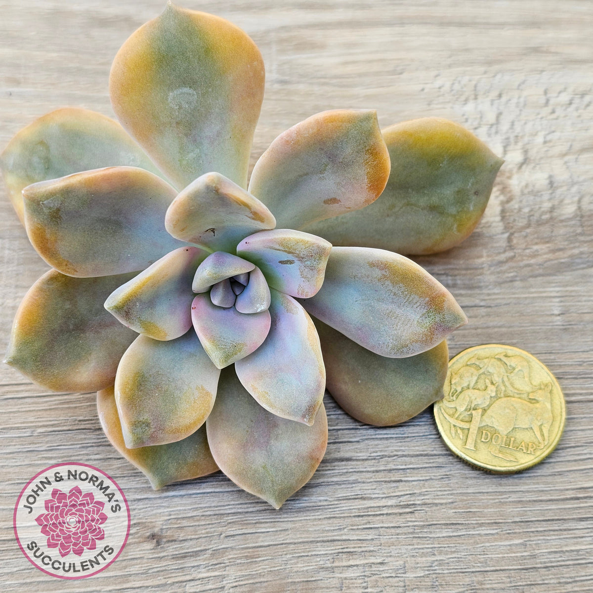 Graptopetalum 'Purple Delight' Variegated Cuttings