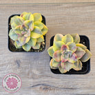Graptopetalum 'Purple Delight' Variegated (Yellow Variegation)