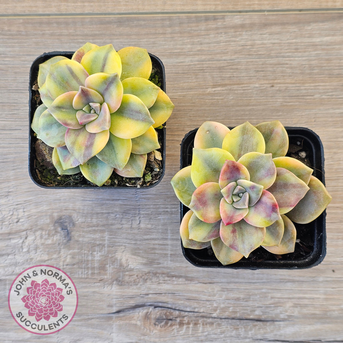 Graptopetalum 'Purple Delight' Variegated (Yellow Variegation)