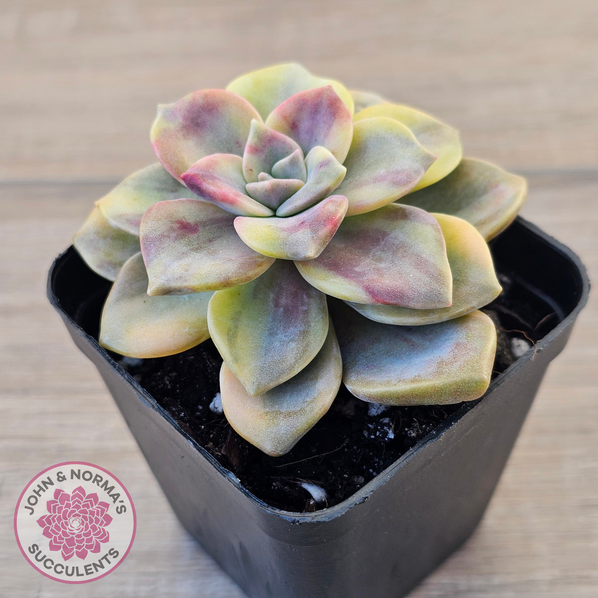 Graptopetalum 'Purple Delight' Variegated (Yellow Variegation)