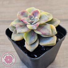 Load image into Gallery viewer, Graptopetalum &#39;Purple Delight&#39; Variegated (Yellow Variegation)
