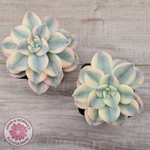 Load image into Gallery viewer, Graptopetalum 'Purple Delight' Variegated (Yellow Variegation)
